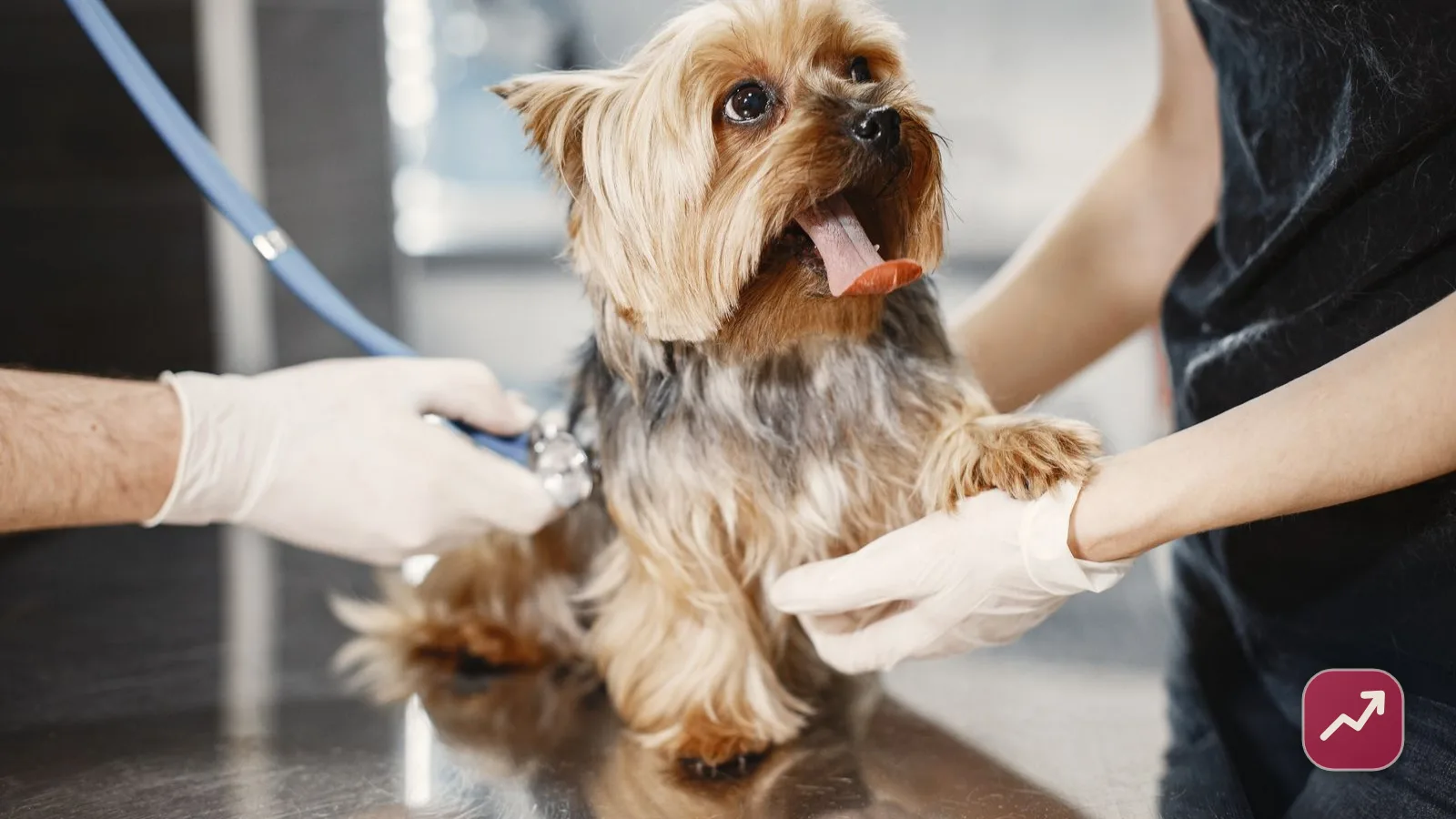 Un veterinario examina a un perro pequeño con un fonendoscopio en la clínica, que ilustra qué cubre el seguro para mascotas.
